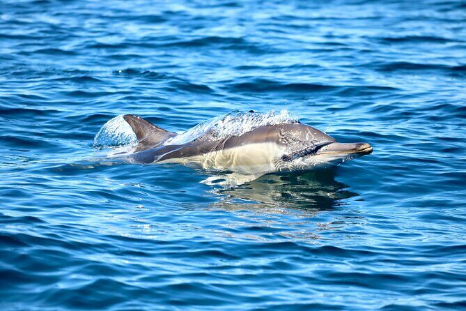 Ocean Explorer Tour from Lake Macquarie - A Closer Look at the Ocean Explorer Tour