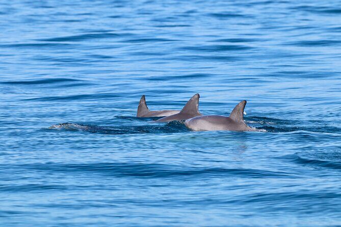 Ocean Explorer Tour from Lake Macquarie - FAQ