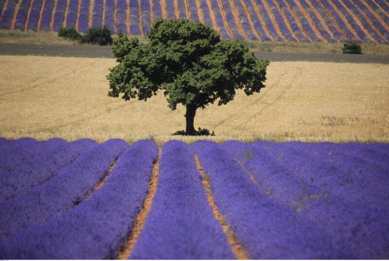 Ocean of Lavender in Valensole - LOccitane Factory Exploration