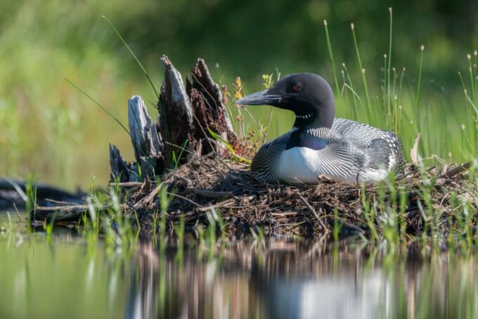 Ocean Path: Acadia Self-Guided Walking Audio Tour - Diverse Marine Wildlife