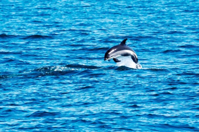 Ocean Path: Acadia Self-Guided Walking Audio Tour - Diverse Marine Wildlife