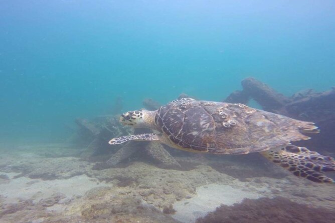 Ocean Reef Snorkeling and Paddleboarding - Paddleboarding Experience