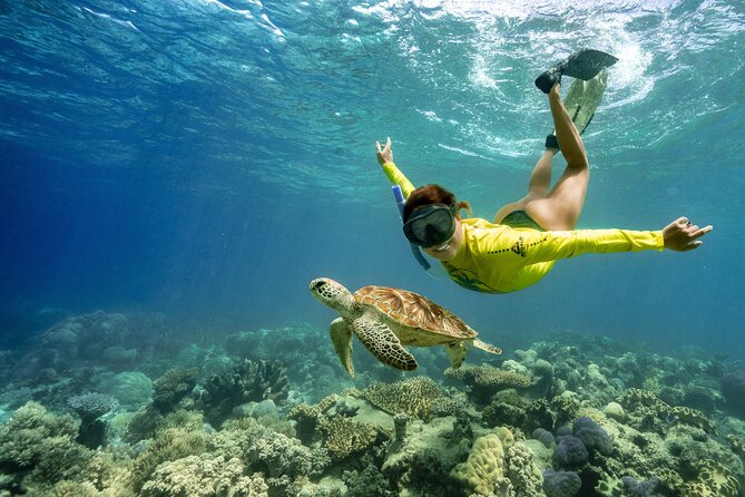 Ocean Safari Great Barrier Reef Experience in Cape Tribulation - The Daintree Rainforest Perspective