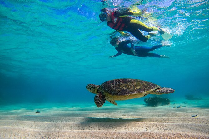 Ocean Safari Great Barrier Reef Experience in Cape Tribulation - Important Considerations