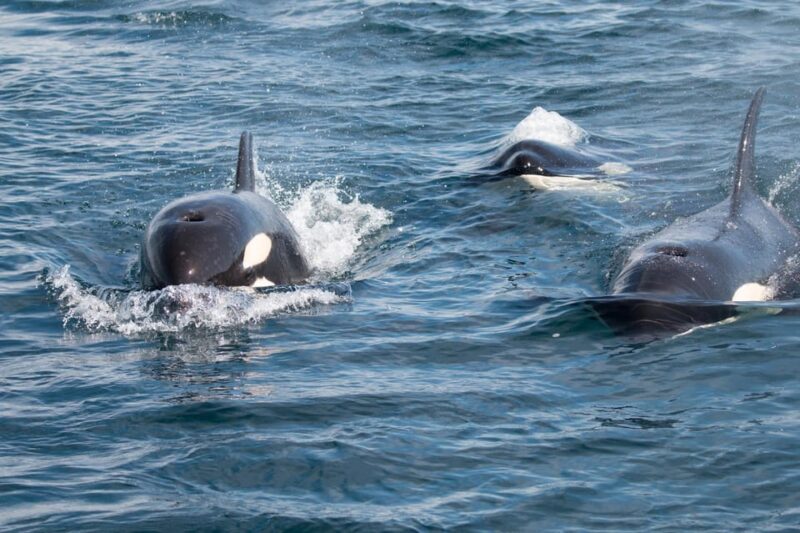 Ocean Safari in La Ventana BCS - Key Points