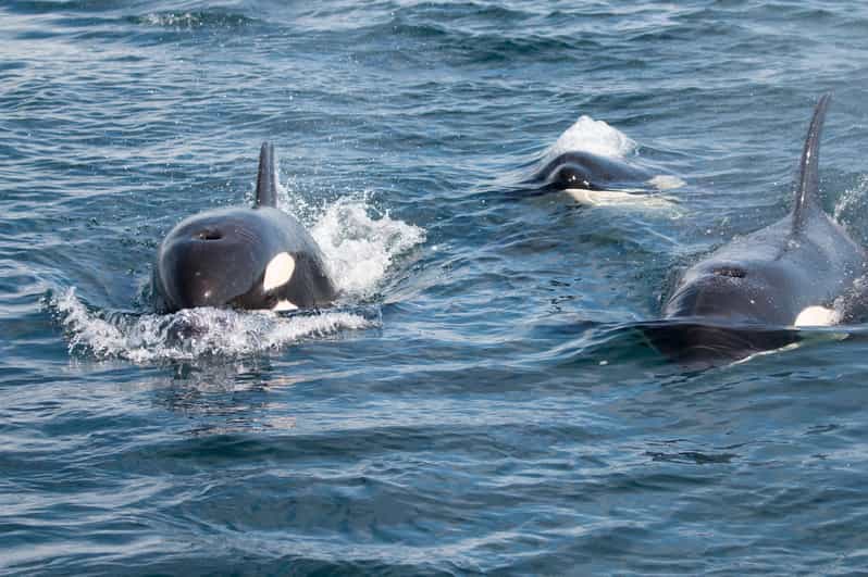 Ocean Safari in La Ventana BCS - Seasonal Sightings