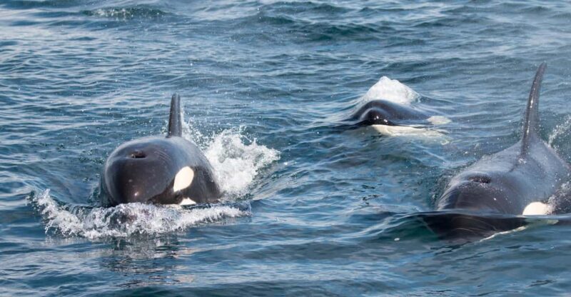 Ocean Safari in La Ventana BCS - Snorkeling Opportunities
