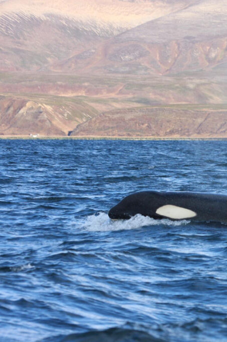 Ocean Safari in La Ventana BCS - Group Size and Languages