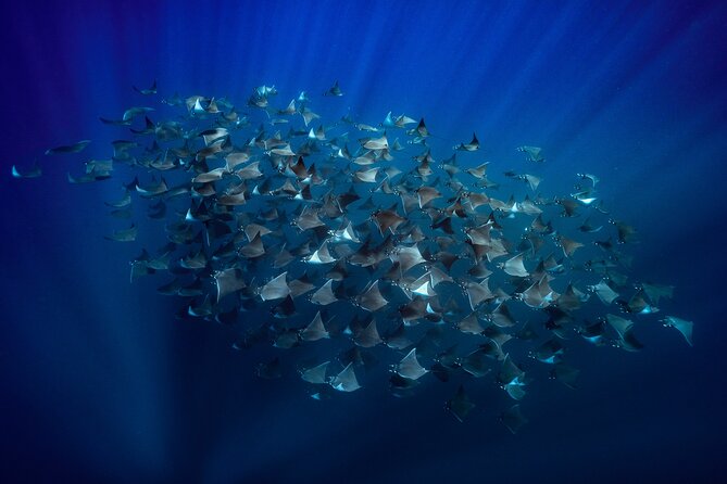 Ocean Safari in La Ventana: Mobula Rays, Dolphins, Orcas & Whales - Key Points