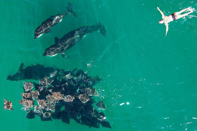 Ocean Safari in La Ventana: Mobula Rays, Dolphins, Orcas & Whales - Pricing and Availability