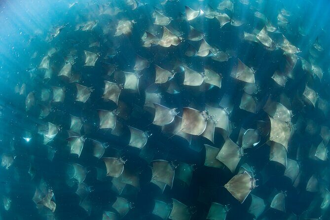 Ocean Safari in San Jose del Cabo - Key Points