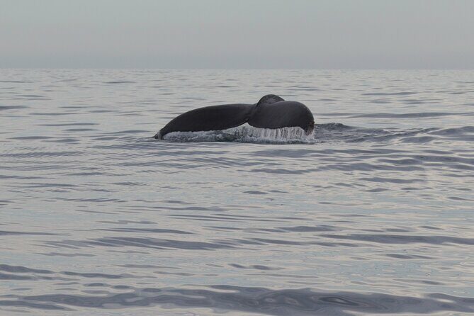 Ocean Safari in San Jose del Cabo - The Sum Up