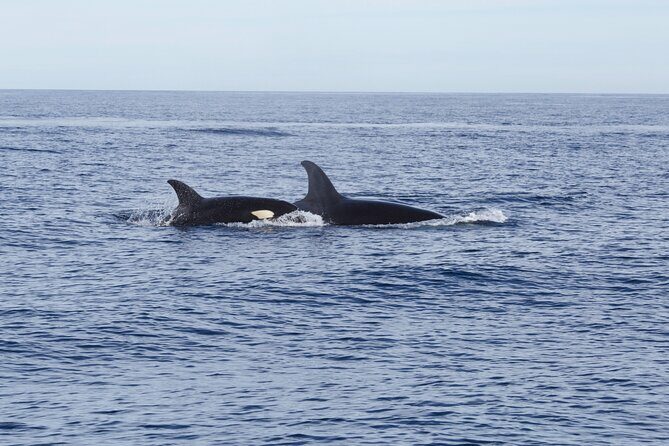 Ocean Safari in San Jose del Cabo - FAQ