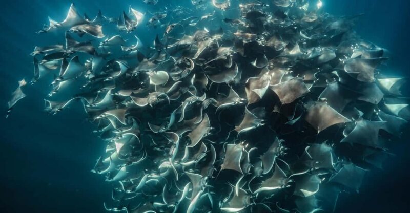Ocean Safari: Mobulas, Dolphins, Orcas, Whale Watching &More - Key Points
