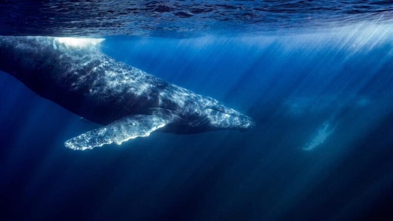 Ocean Safari: Mobulas, Dolphins, Orcas, Whale Watching &More - Included in the Tour