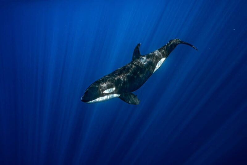 Ocean Safari: Mobulas, Dolphins, Orcas, Whale Watching &More - Marine Biologist Guide