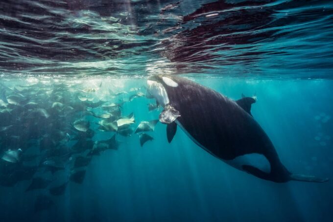 Ocean Safari: Mobulas, Dolphins, Orcas, Whale Watching &More - What to Bring