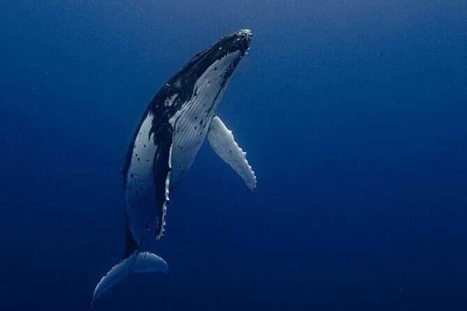 Ocean Safari Tour in Cabo San Lucas - Key Points