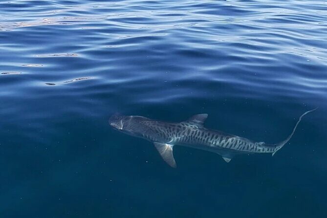 Ocean Safari Tour in Cabo San Lucas - Exploring the Itinerary: What to Expect