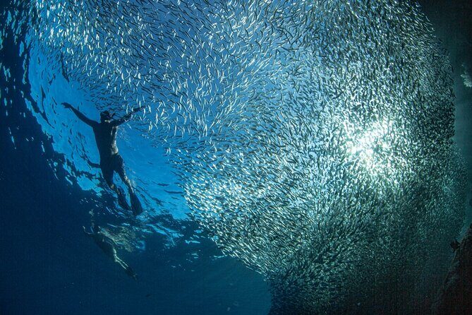 Ocean Safari Tour in Cabo San Lucas - Practicalities & Tips