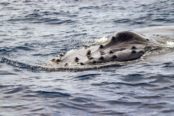 Ocean Safari Tour in Cabo San Lucas - Who This Tour Is Best For