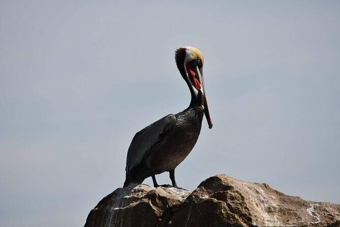 Ocean Safari Tour in Cabo San Lucas - FAQs