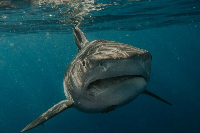 Ocean Safari Tour in Cabo San Lucas - Final Thoughts