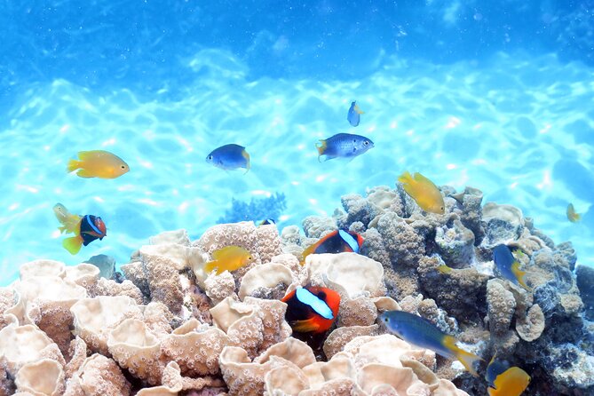 Ocean Spirit Sail to Michaelmas Cay Snorkel or Dive, From Cairns - Review and Rating