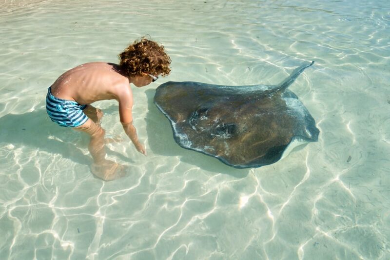 Ocho Rios Dolphin Cove Touch Encounter & Admission - Key Points