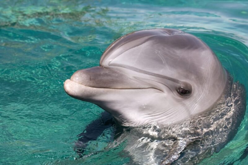 Ocho Rios Dolphin Cove Touch Encounter & Admission - Booking and Cancellation Policy