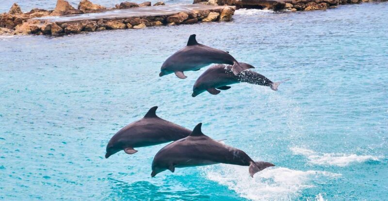 Ocho Rios: Full-Day at Dolphin Cove & Swim With the Dolphins - Key Points