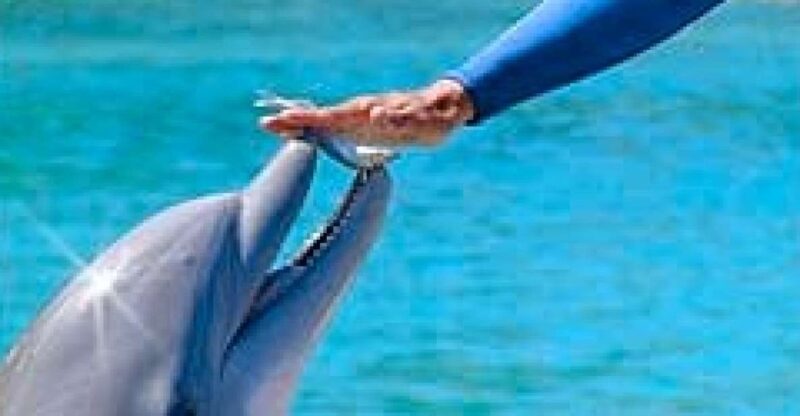 Ocho Rios: Half Day Dolphin Training - Experience Details