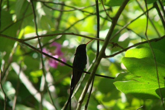 Ocho Rios Highlight & Dunns River - Full Day Tour - Important Considerations