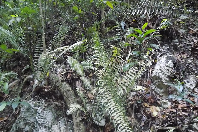 Ocho Rios Shore Excursion: Bus Tour of Ocho Rios, Fern Gully and Turtle Beach - Discover the Enchanting Fern Gully