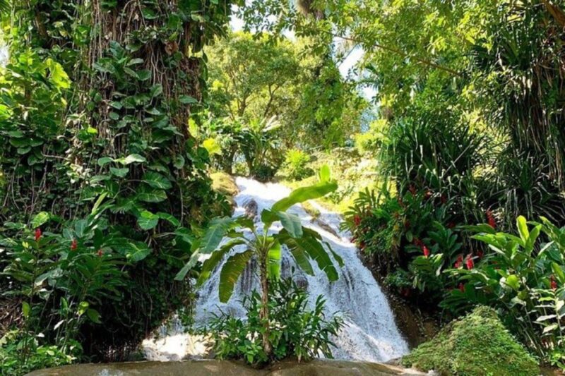 Ocho Rios: Taste of Jamaica Food Tour - Experience Details