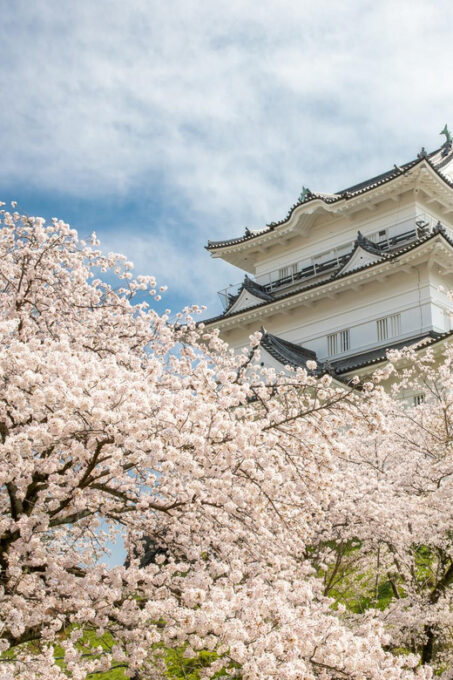 Odawara: Guided Ninja & Samurai Tour of Odawara Castle - Hands-on Ninja Training