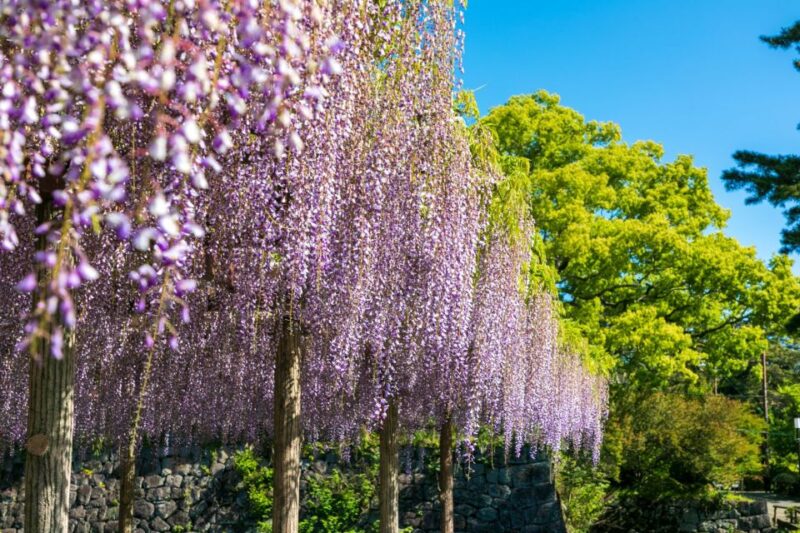 Odawara: Odawara Castle Tenshukaku Entrance Ticket - Ticket Details and Highlights