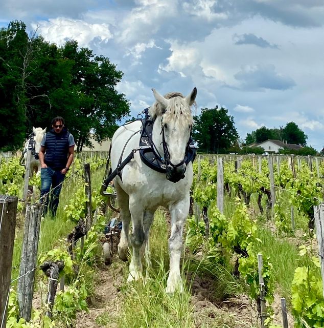 Oenological Exploration at Château Labrie Saint-Émilion Grand Cru - Key Points