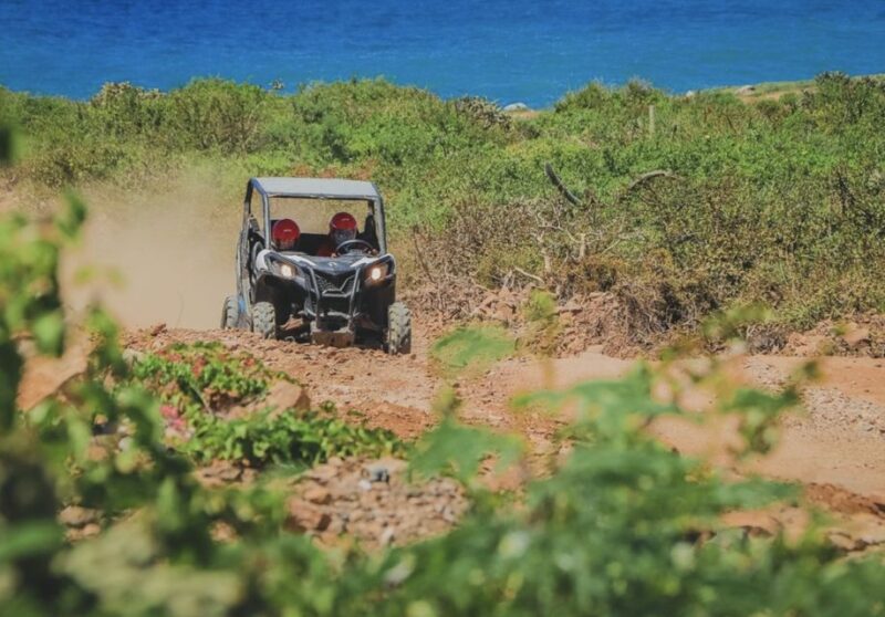 Off-Road Side by Side Tour and Tacos - Wildlife Encounters