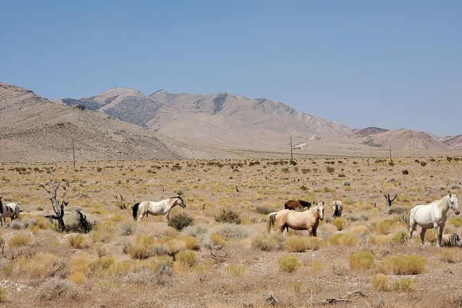 Off Road UTV Adrenaline Experience in Las Vegas - Exploring the Desert Scenery