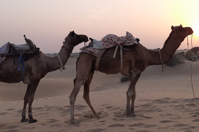 Off the Beaten Track Overnight Camel Safari Tour Jaisalmer - Included Services