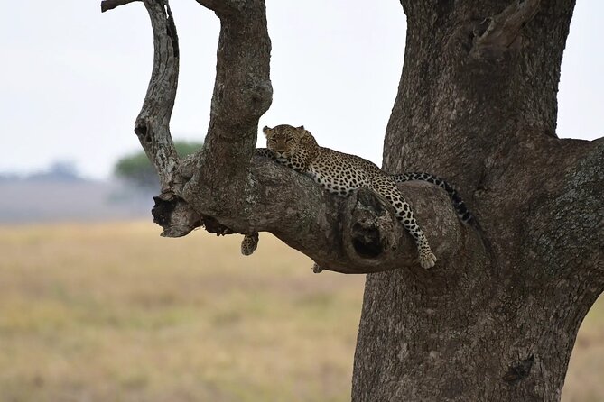 Off the Beaten Track Safari in Arusha Tanzania - Itinerary Overview