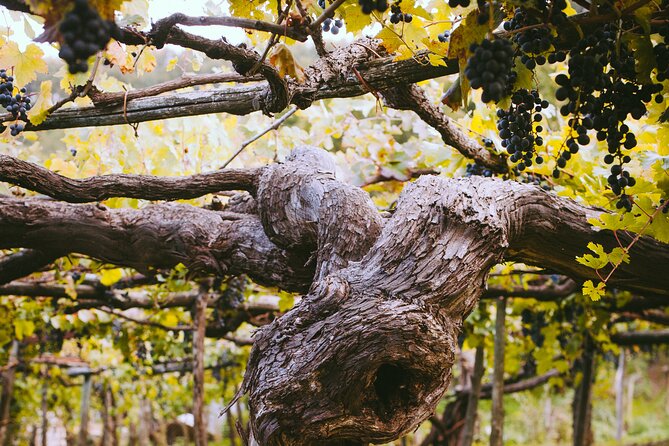 Official Ape Car & Wine Tasting - Amalfi Coast - Additional Information