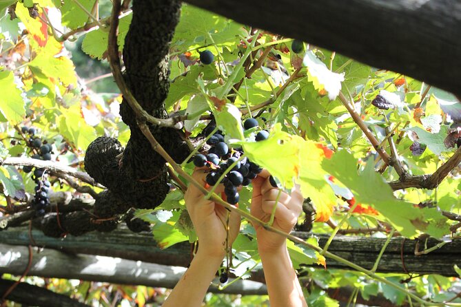 Official Ape Car & Wine Tasting - Amalfi Coast - Contact for Assistance