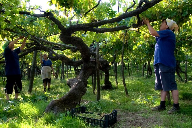 Official Ape Car & Wine Tasting - Amalfi Coast - Product Details