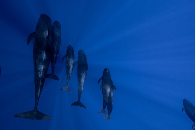 Offshore Safari Adventure in Kona With Underwater Photos - Discovering Marine Life Beneath the Surface