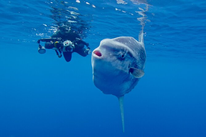 Offshore Snorkeling Adventure San Diego - Key Points