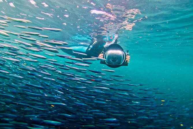 Offshore Snorkeling Adventure San Diego - Meeting Point and End Point