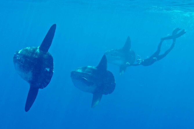 Offshore Snorkeling Adventure San Diego - Included Gear and Snacks