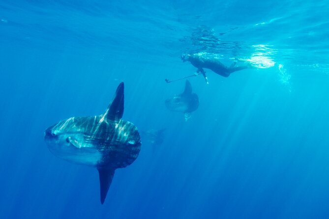 Offshore Snorkeling Adventure San Diego - Health and Safety Considerations